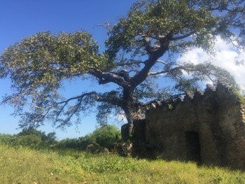 Maelezo: Mti uliokomaa unaokua kwa kujipenyeza katikati na nje ya ukuta wa Msikiti Mkuu, Kilwa Kisiwani. Caption: Mature tree growing through and out of the wall of the Great Mosque, Kilwa Kisiwani.